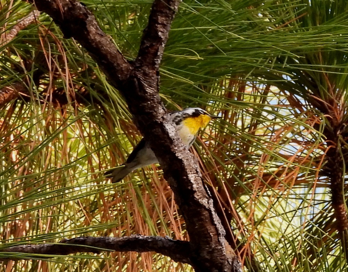 Yellow-throated Warbler - ML643933808