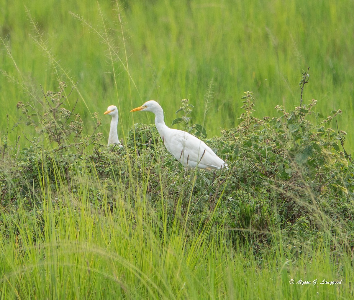volavka rusohlavá - ML643933837