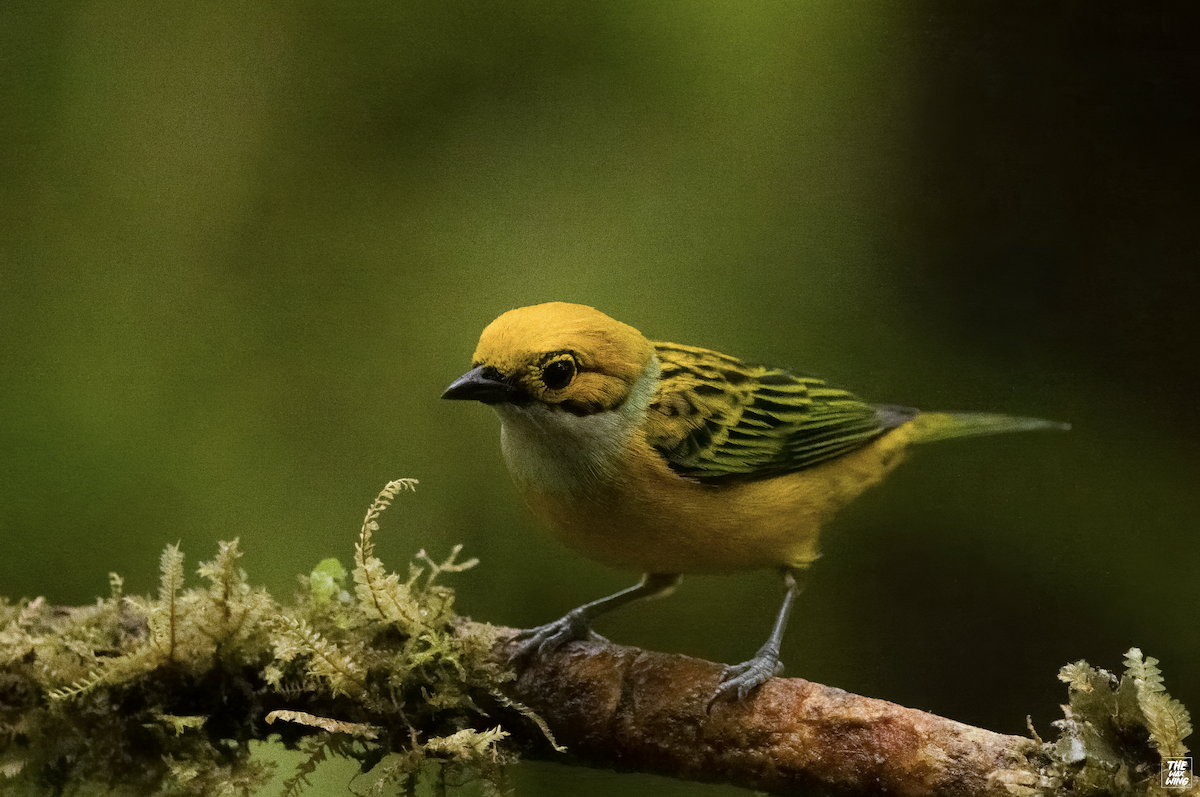 Silver-throated Tanager - ML643933839