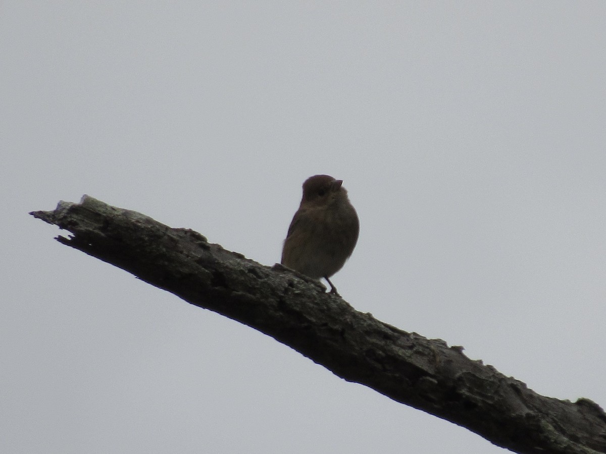 Indigo Bunting - ML643933840