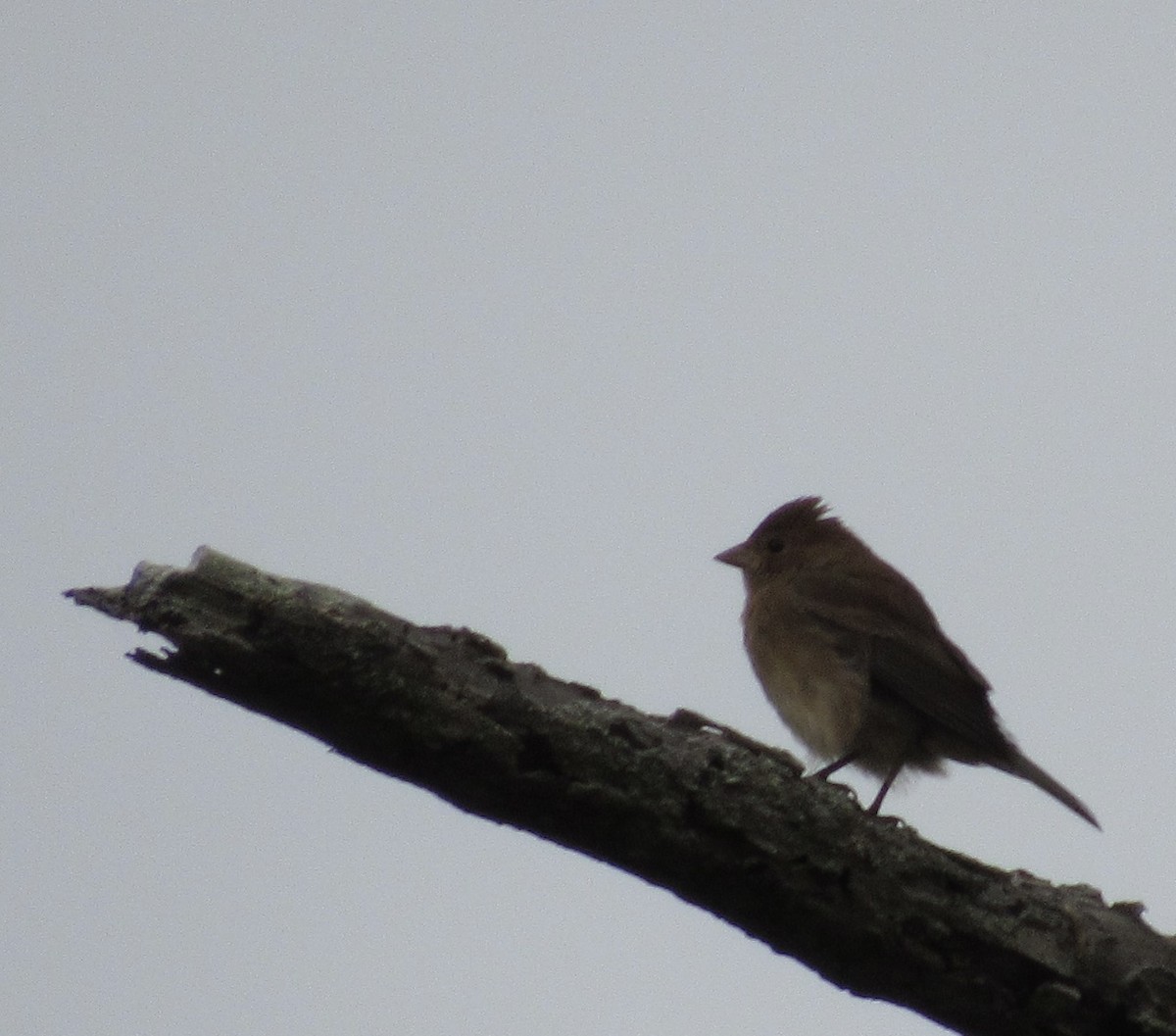 Indigo Bunting - ML643933841