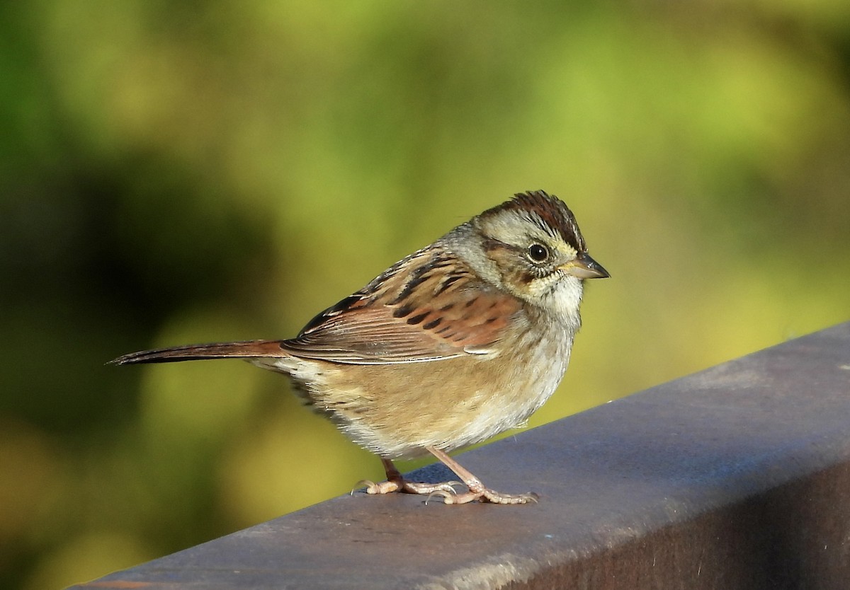 Swamp Sparrow - ML643933870