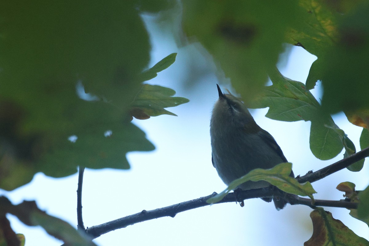 Common Firecrest - ML643933873