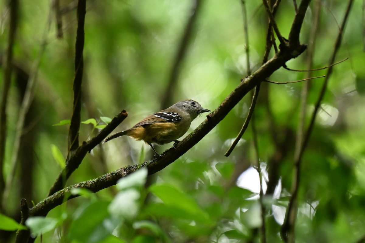 Variable Antshrike - ML643933882