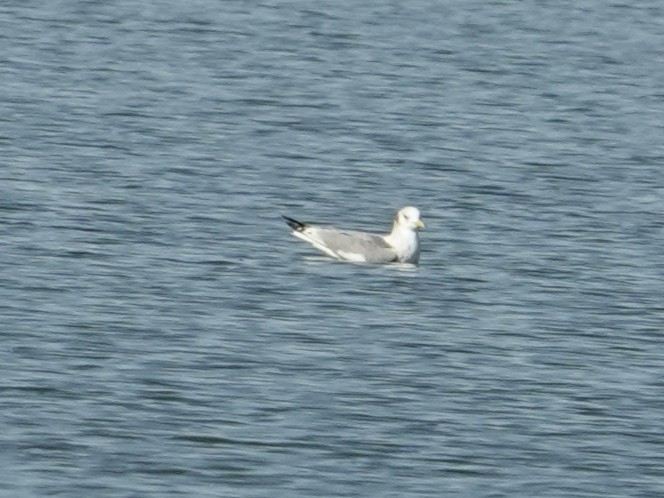 krykkje - ML643933883