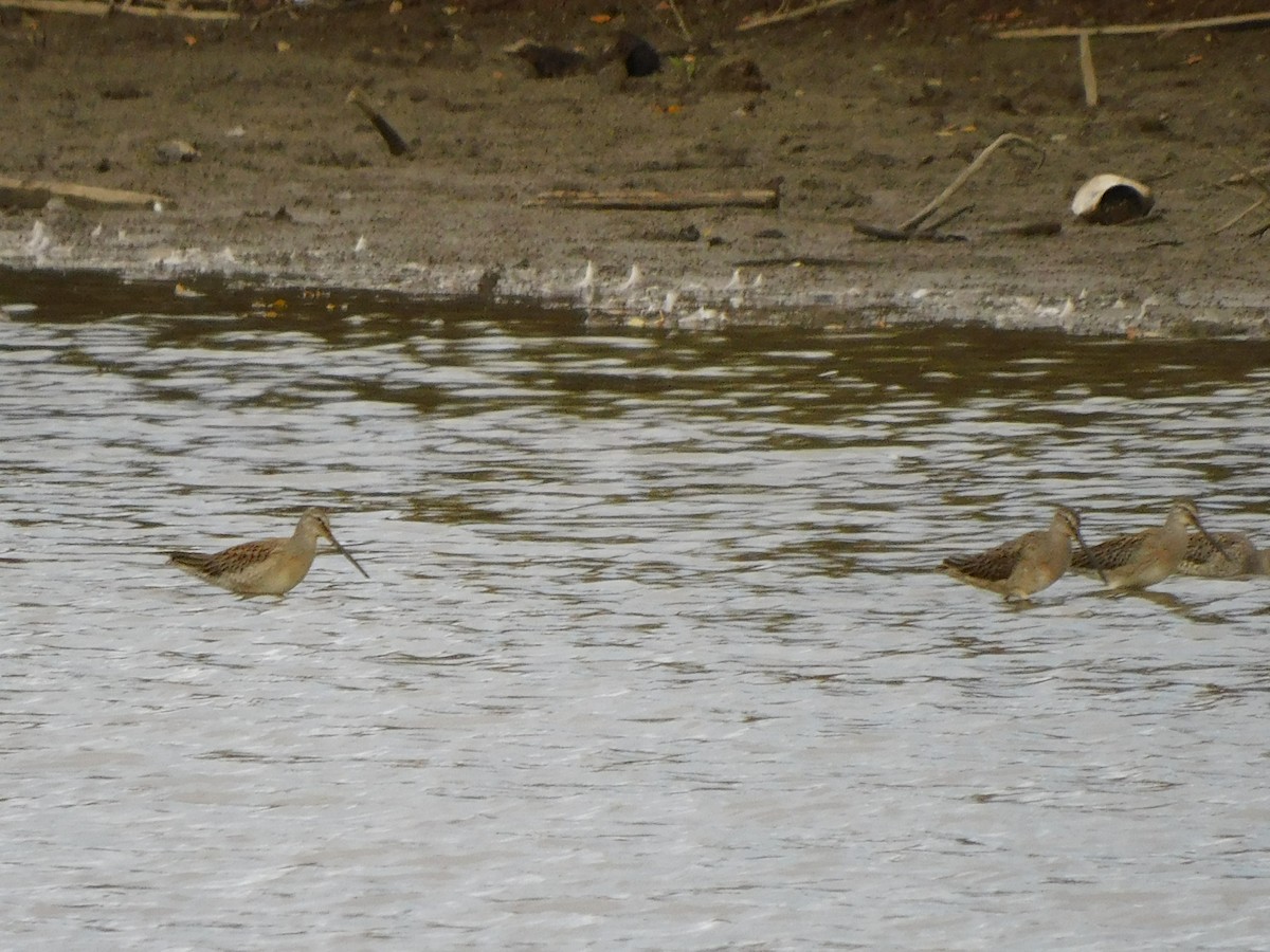 Хараалжин цууцил - ML643933889