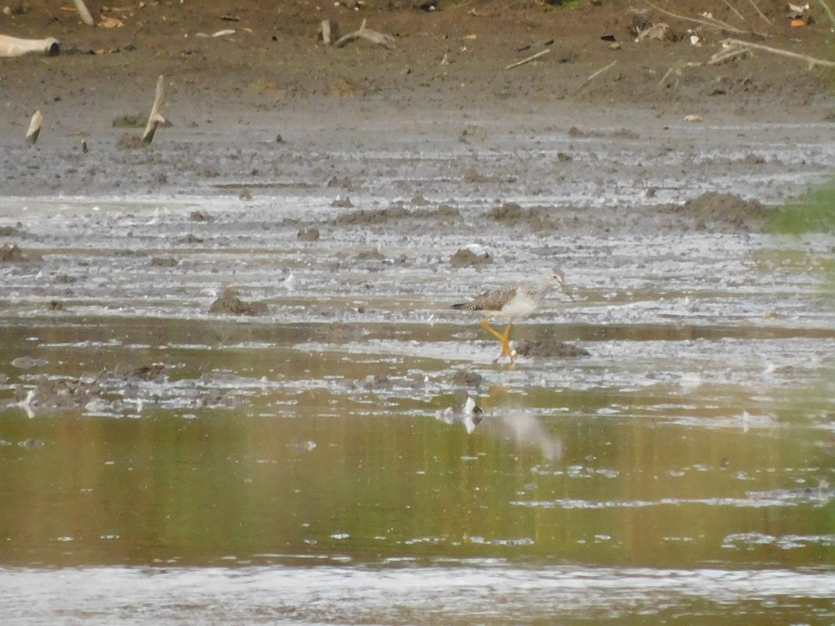 Greater Yellowlegs - ML643933894