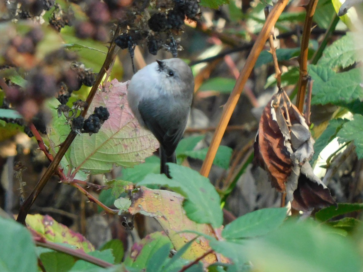 Bushtit - ML643933920