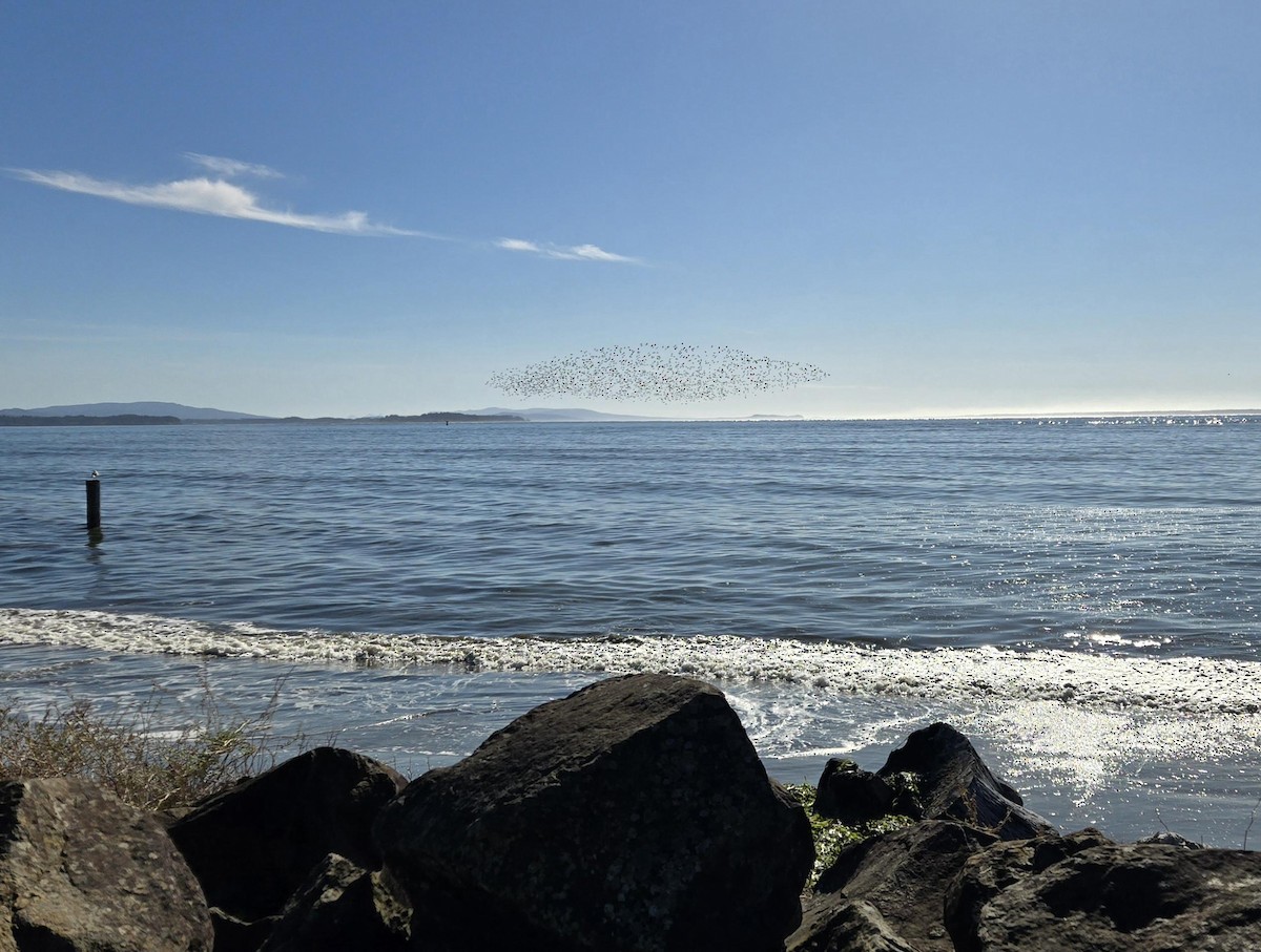 Marbled Godwit - ML643933927