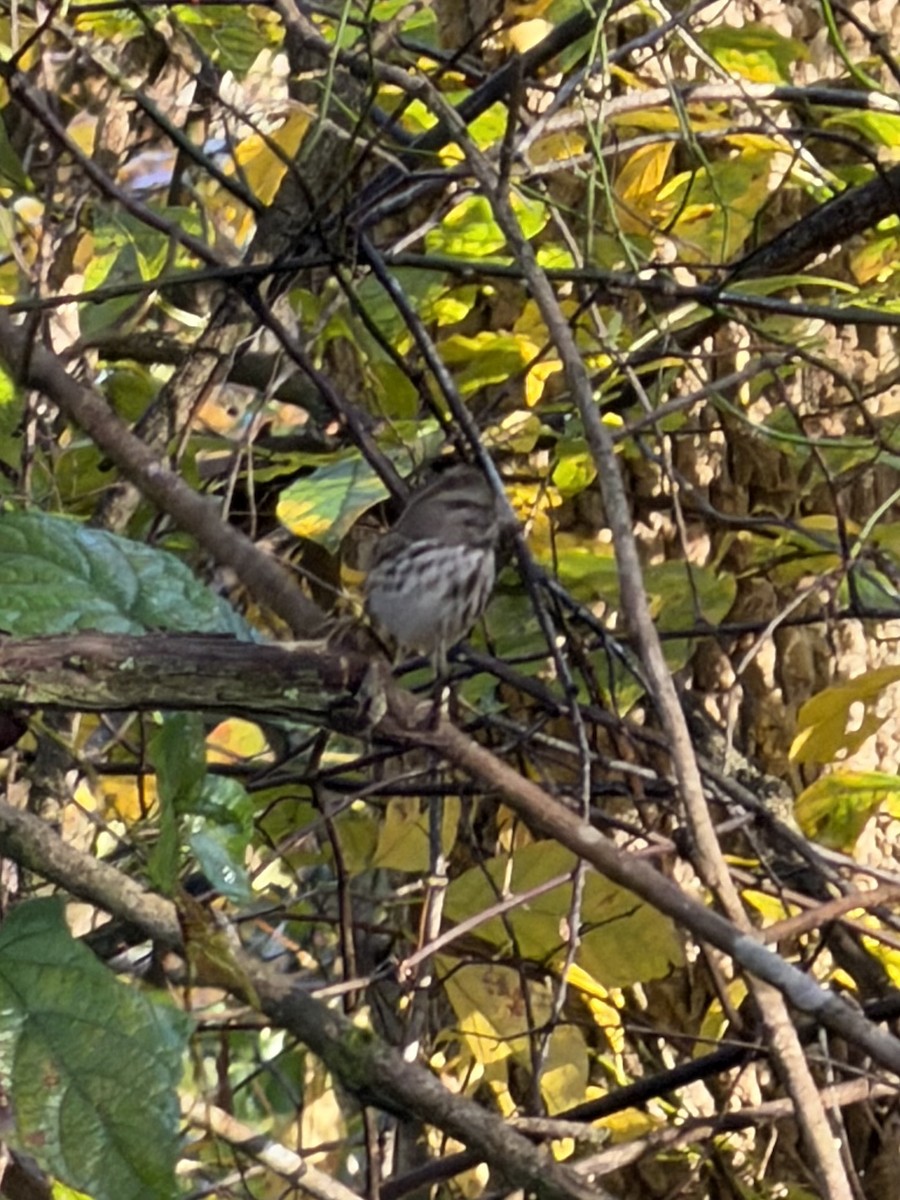 Song Sparrow - ML643933930