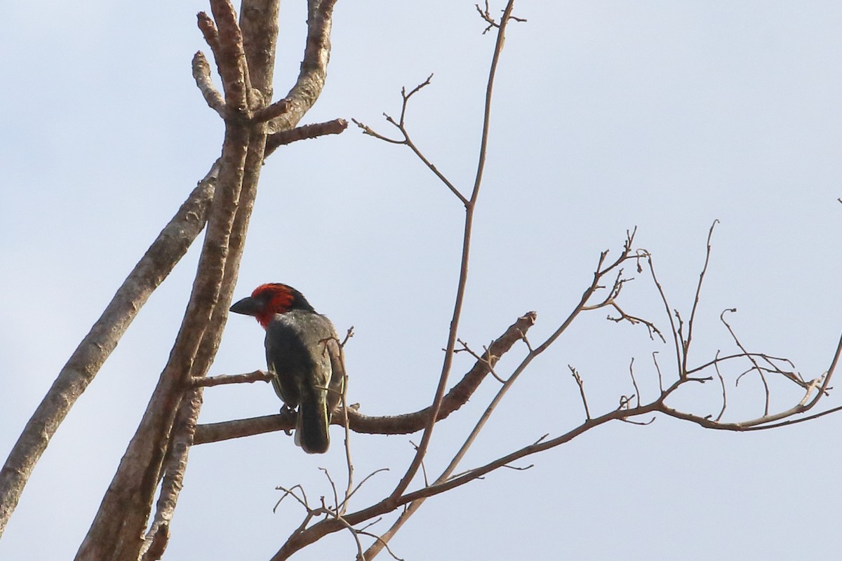 Black-collared Barbet - ML643933942