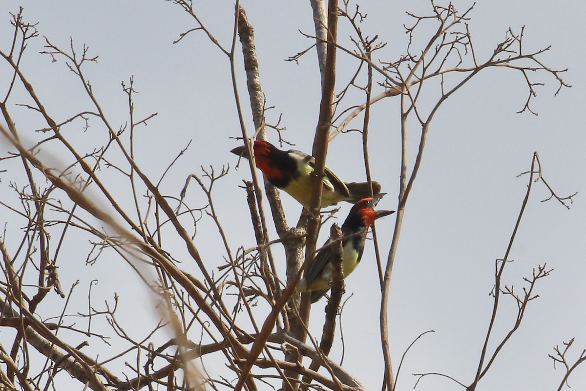 Black-collared Barbet - ML643933944