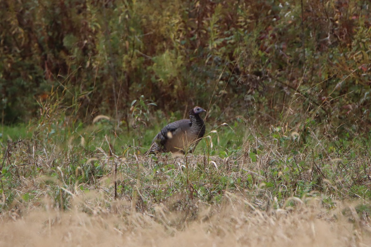 Wild Turkey - ML643933950