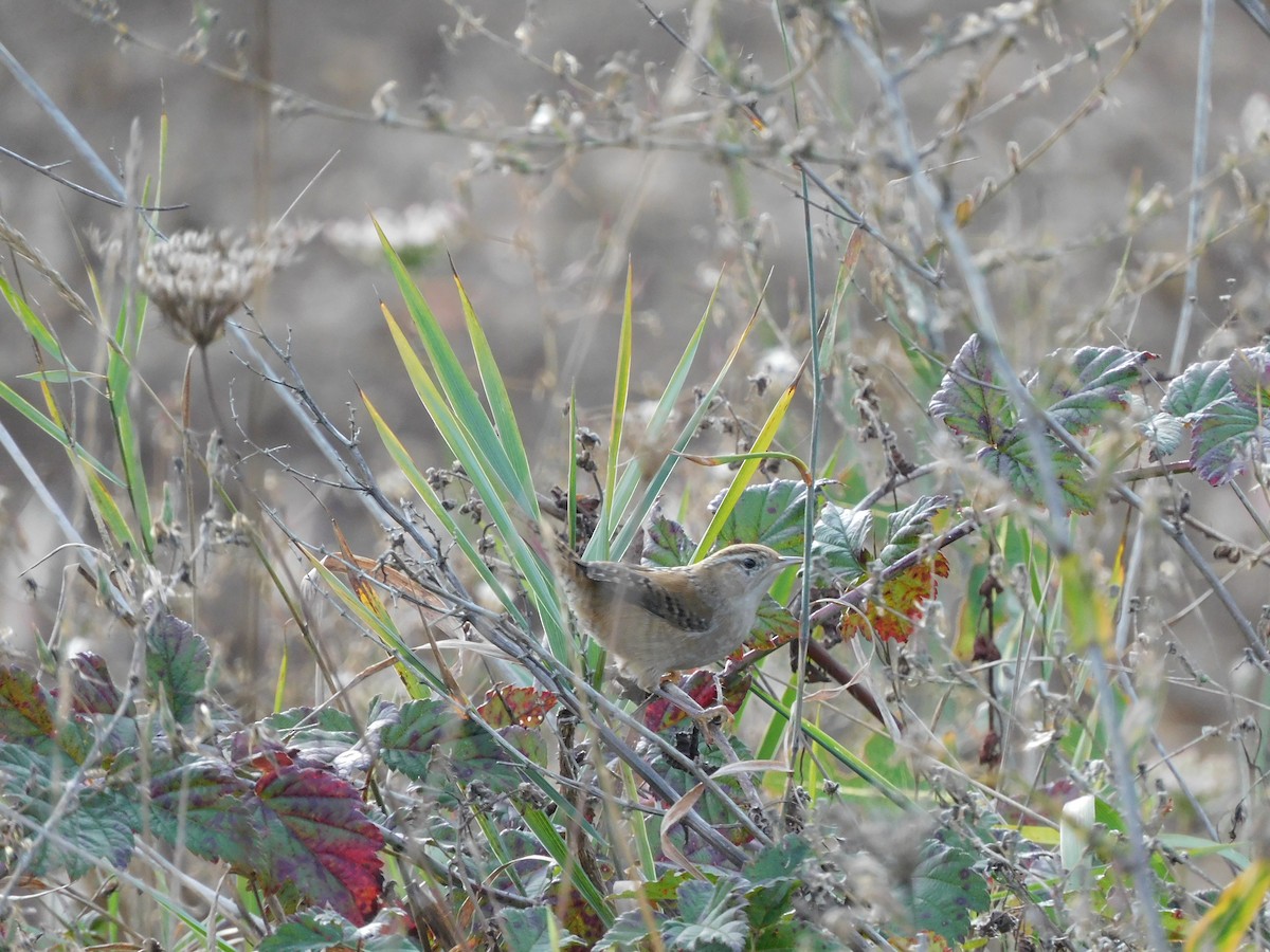Marsh Wren - ML643933952