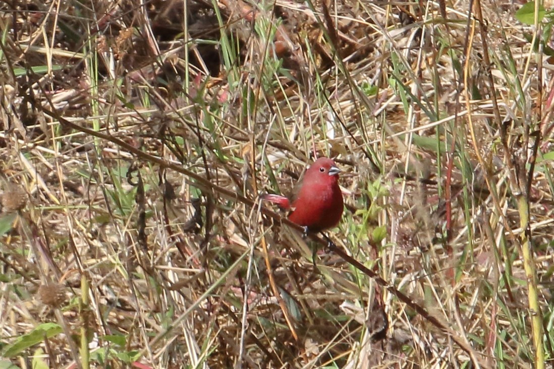 African Firefinch - ML643933961