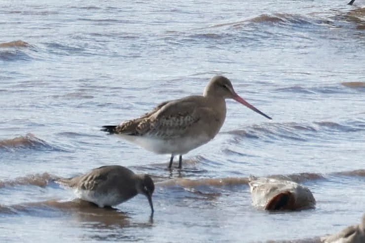 Black-tailed Godwit - ML643933962