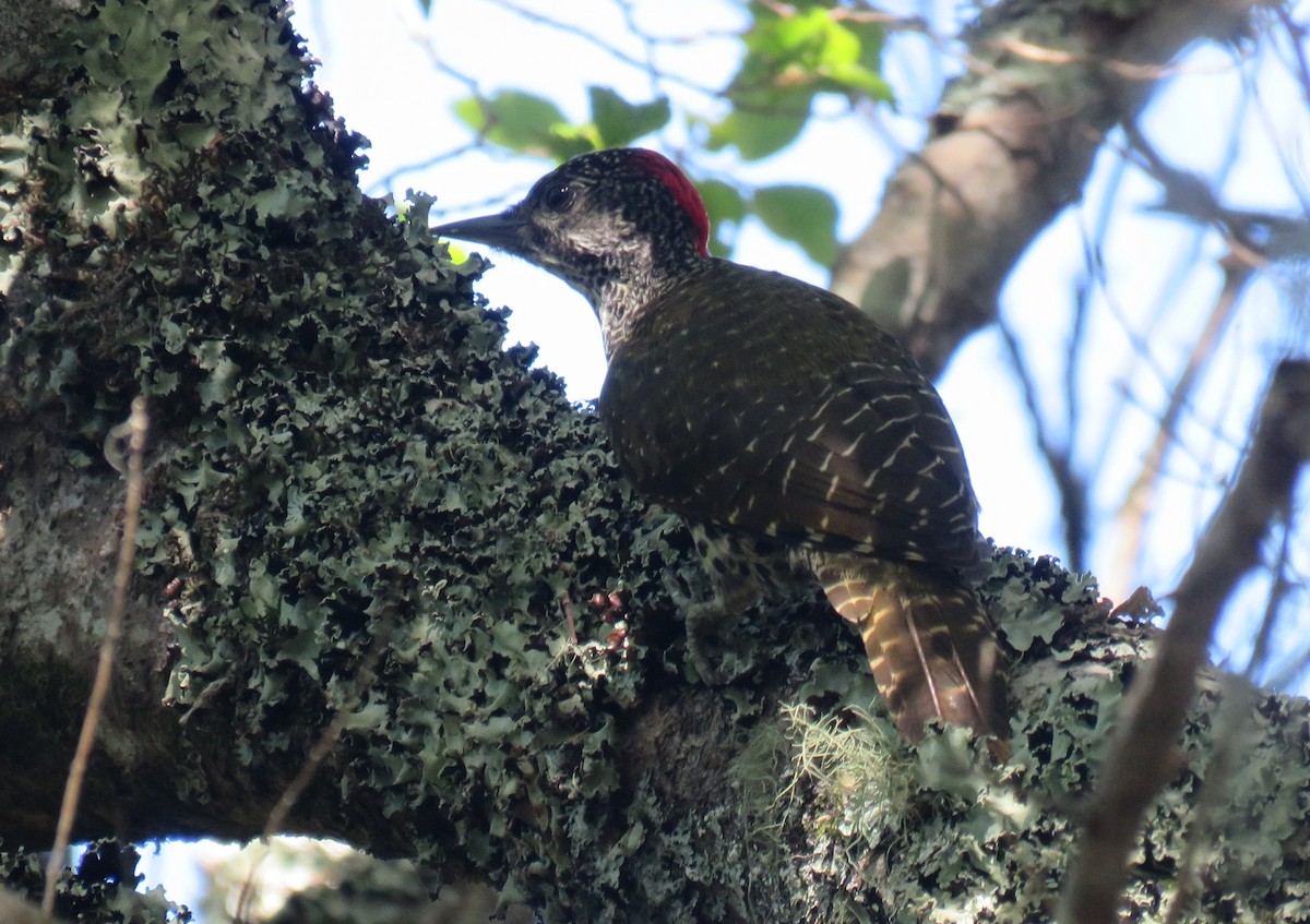 Knysna Woodpecker - Gareth Bain