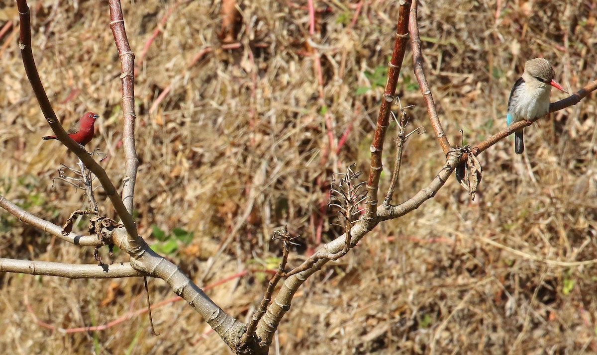 African Firefinch - ML643933974
