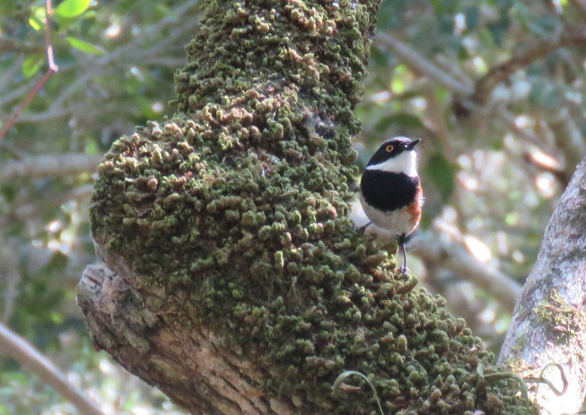 ムナグロセワタビタキ - ML643933977