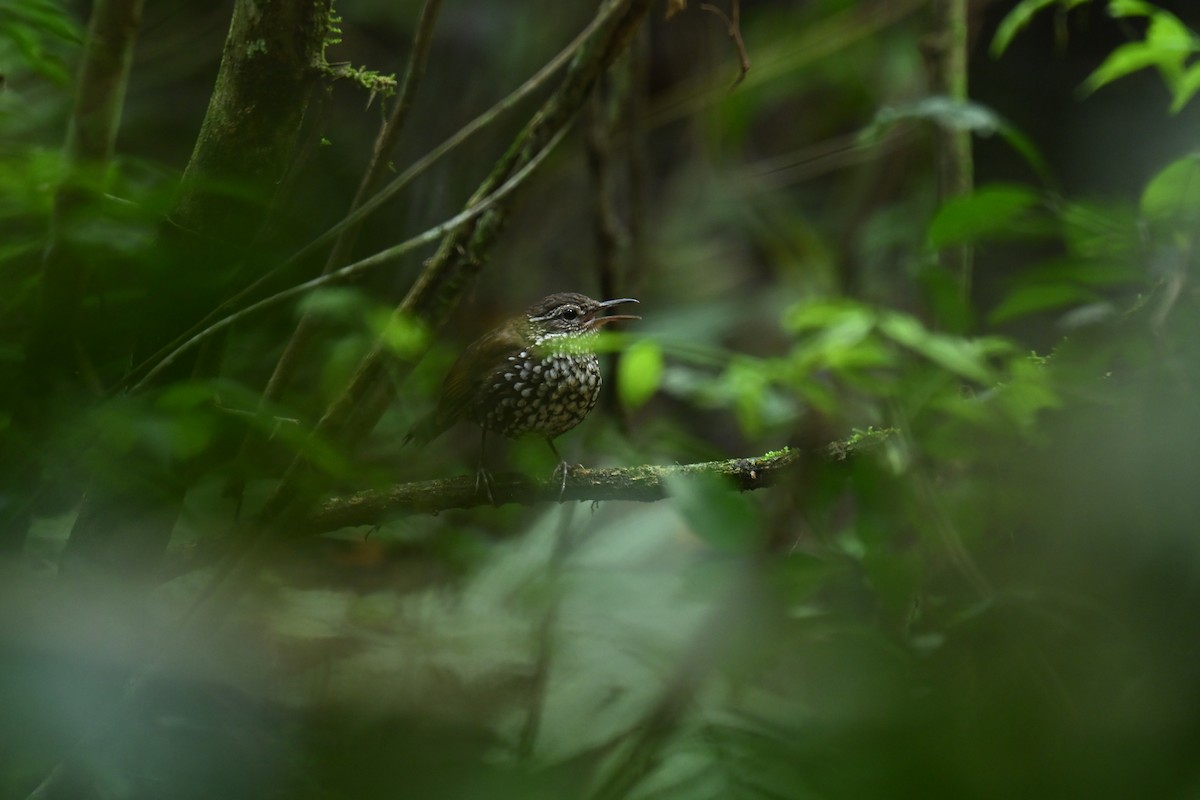 Sharp-tailed Streamcreeper - ML643933983
