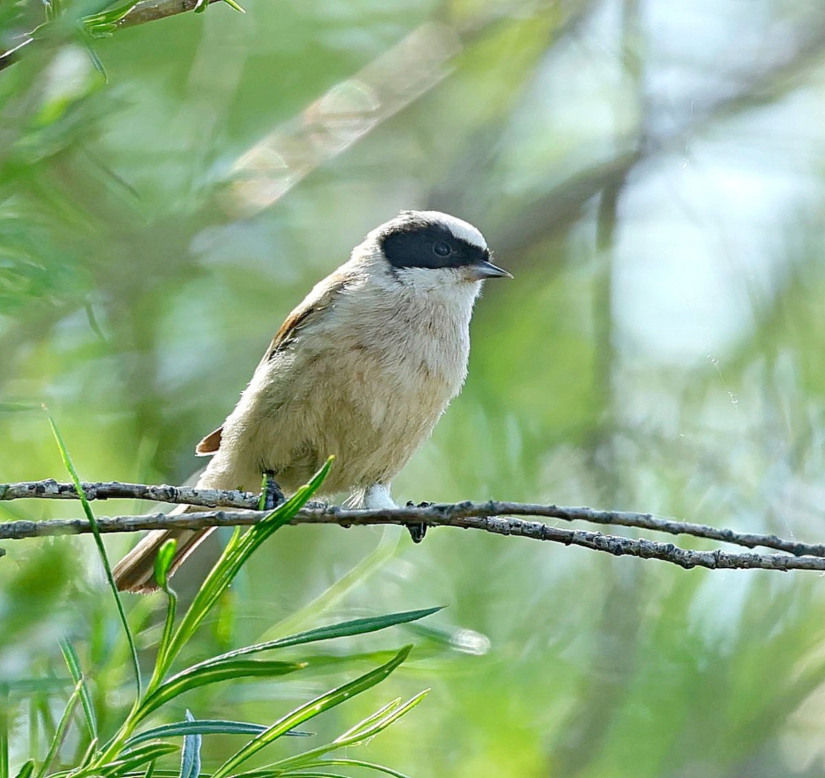 White-crowned Penduline-Tit - Maciej  Kotlarski