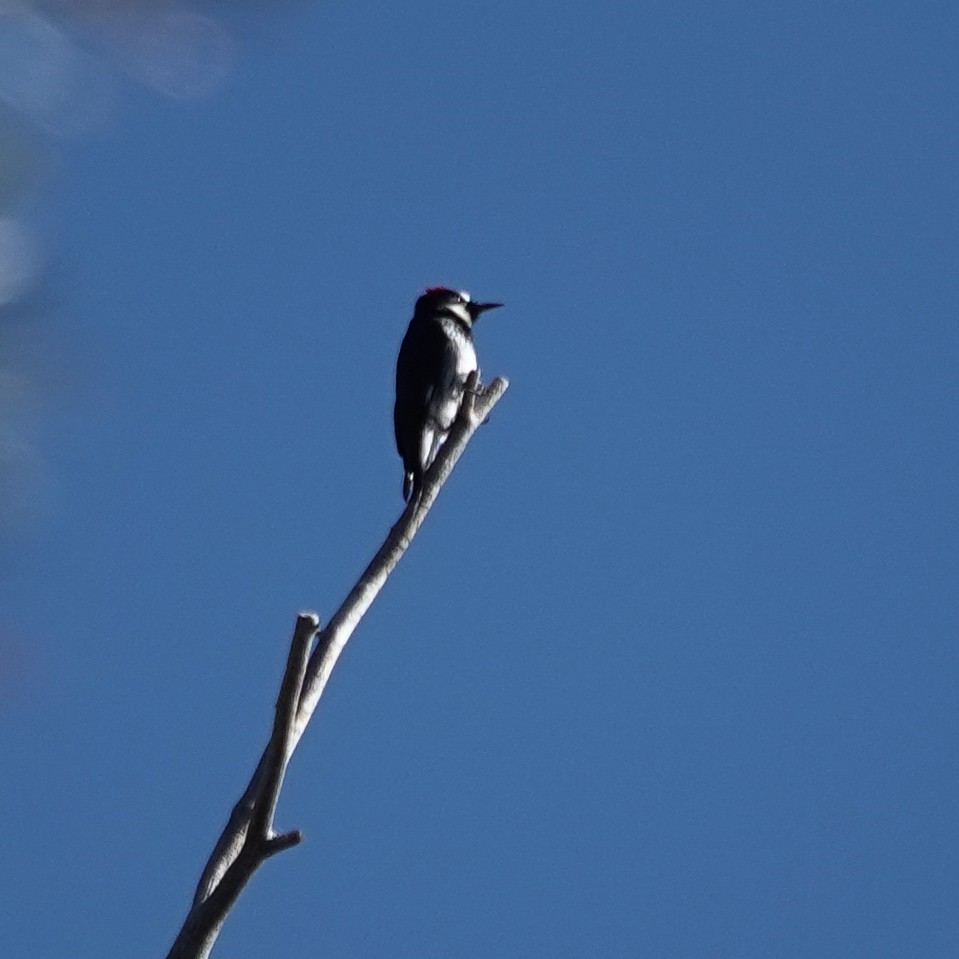 Acorn Woodpecker - ML643933999