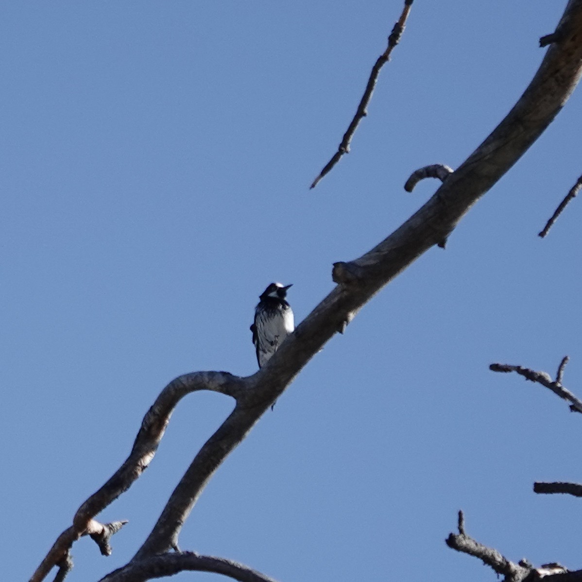 Acorn Woodpecker - ML643934000