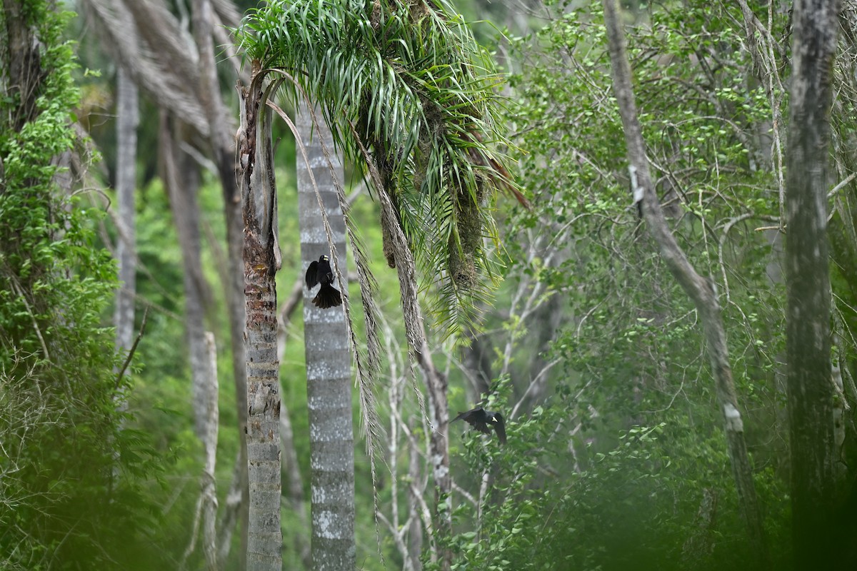 Red-rumped Cacique - ML643934014