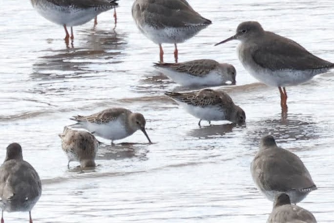 Dunlin - ML643934015