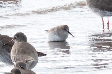 Dunlin - ML643934020