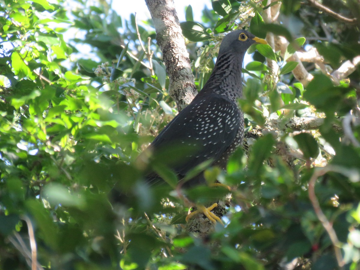 Rameron Pigeon - ML643934024