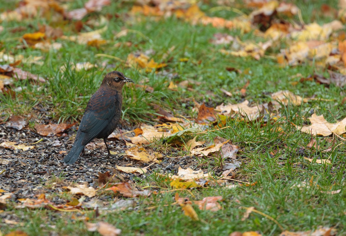 Rusty Blackbird - ML643934060