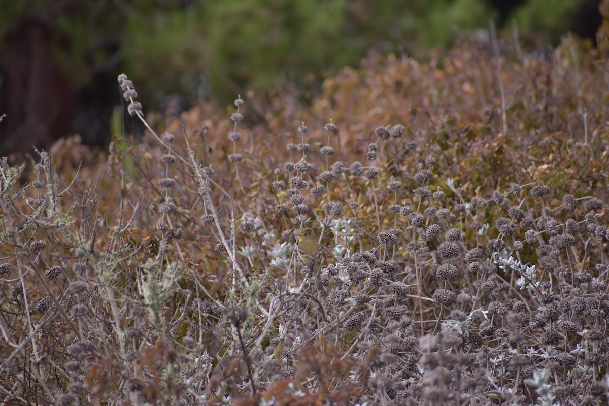 Western Flycatcher (Pacific-slope) - ML643934077