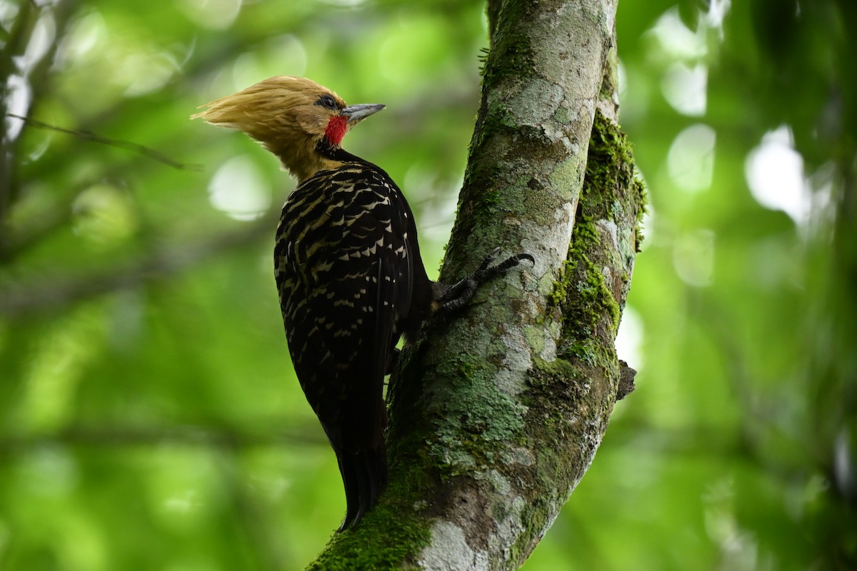 Blond-crested Woodpecker - ML643934080