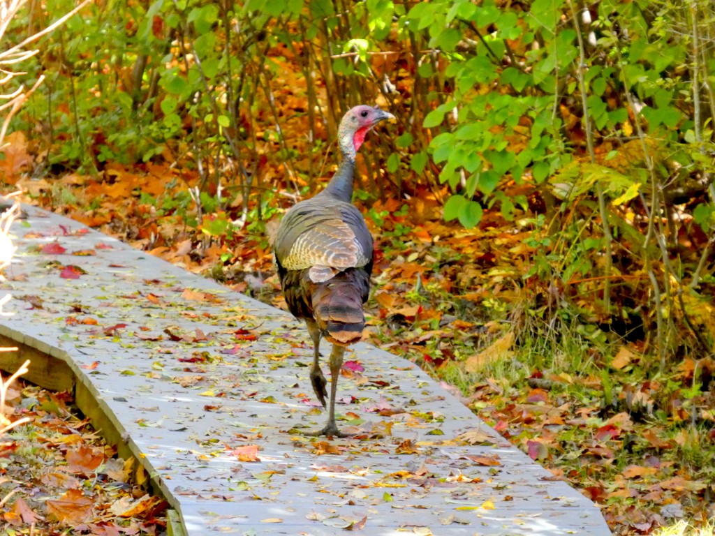 Wild Turkey - ML643934088