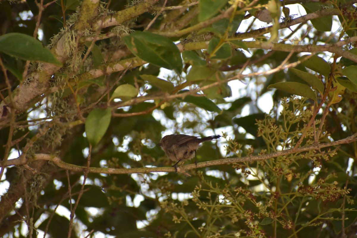 Bushtit - ML643934090