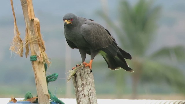 Snail Kite - ML643934091