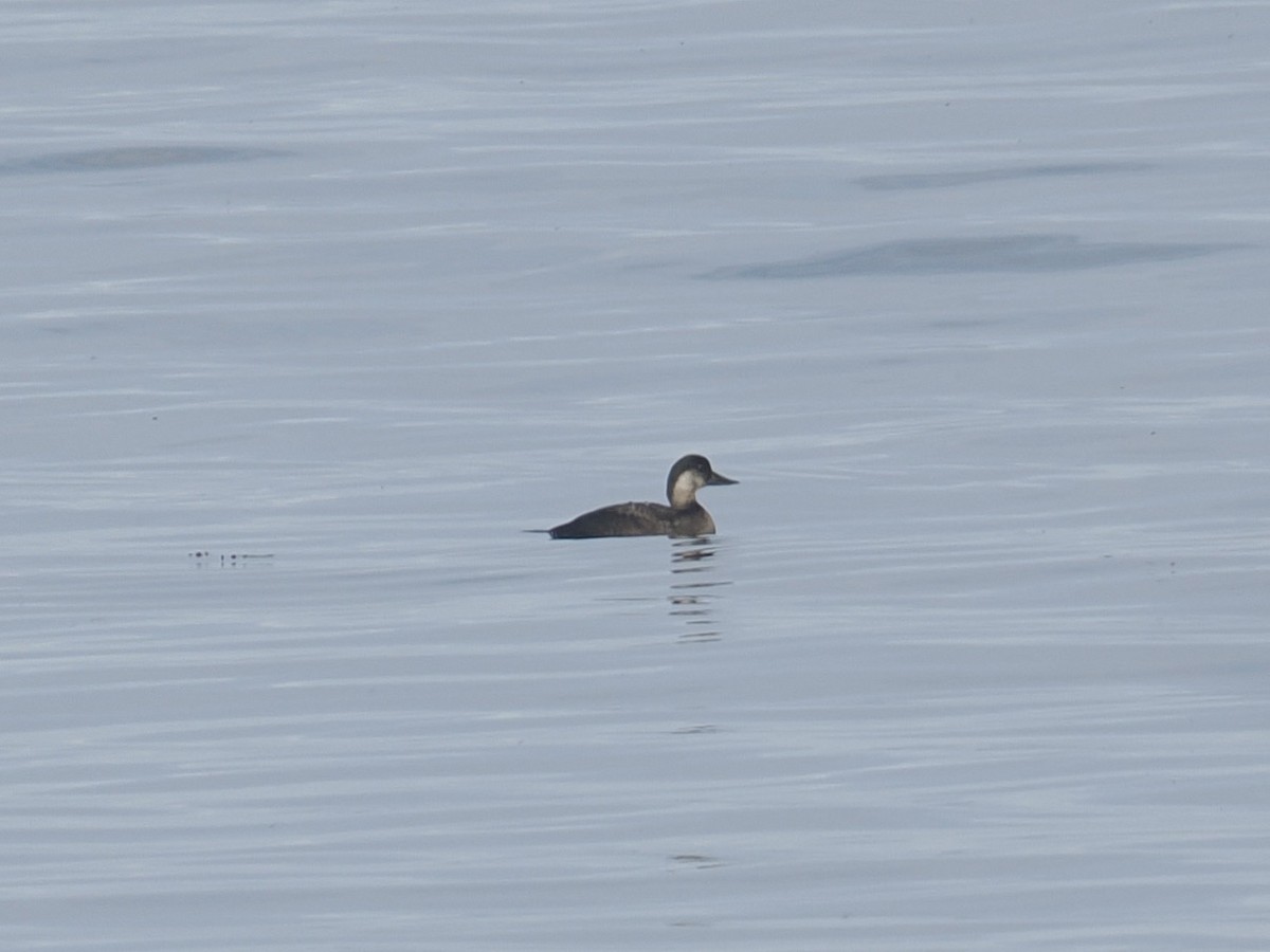Common Scoter - ML643934095