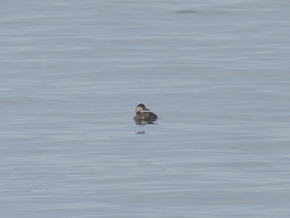 Common Scoter - ML643934096