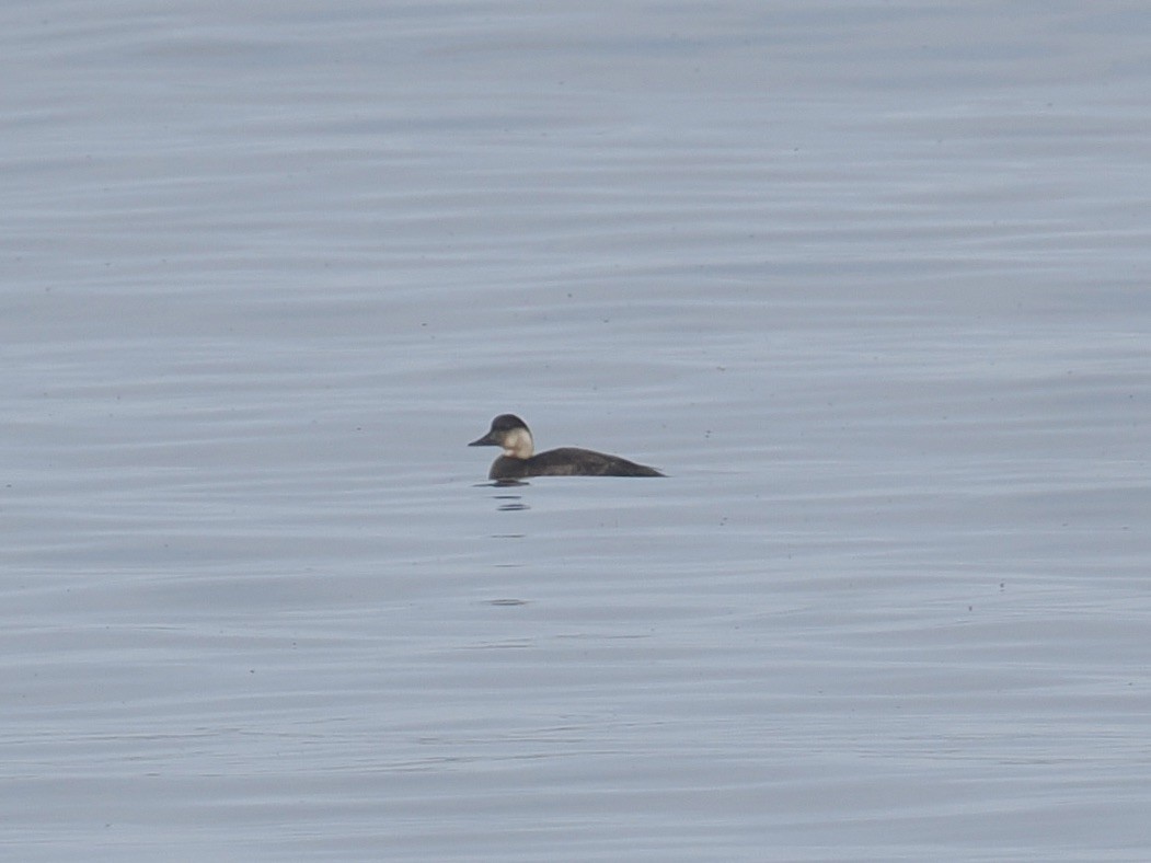 Common Scoter - ML643934097
