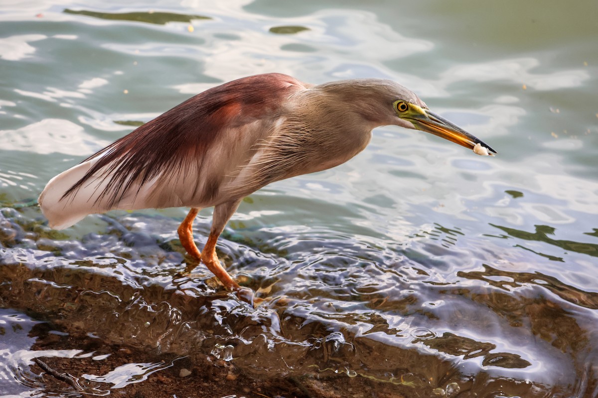 Indian Pond-Heron - ML643934114
