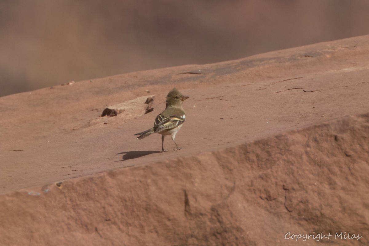 African Chaffinch - ML643934123