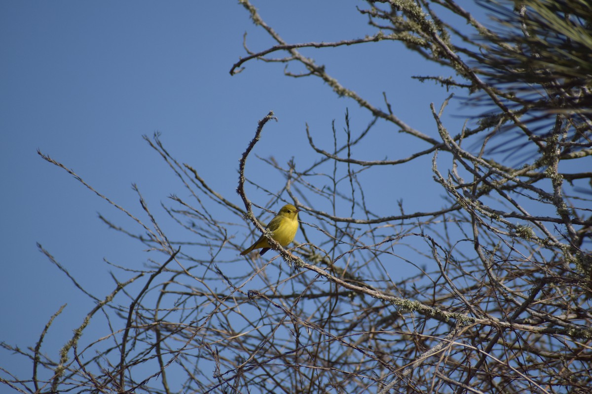 Yellow Warbler (Northern) - ML643934135