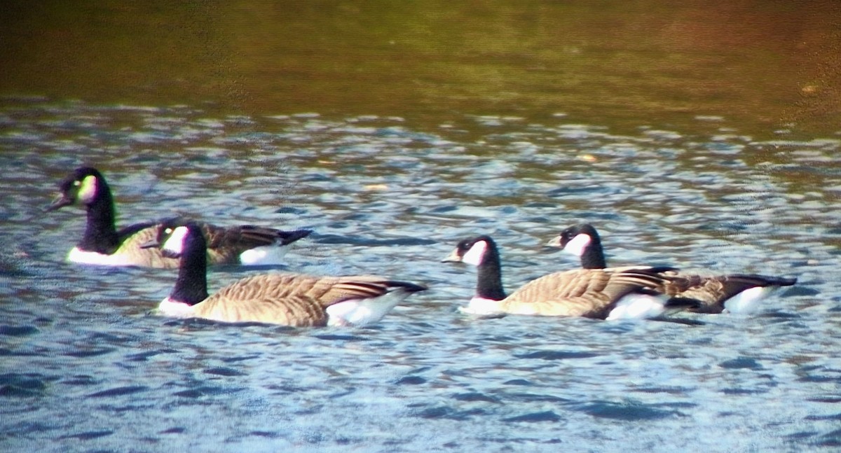 berneška malá - ML643934136