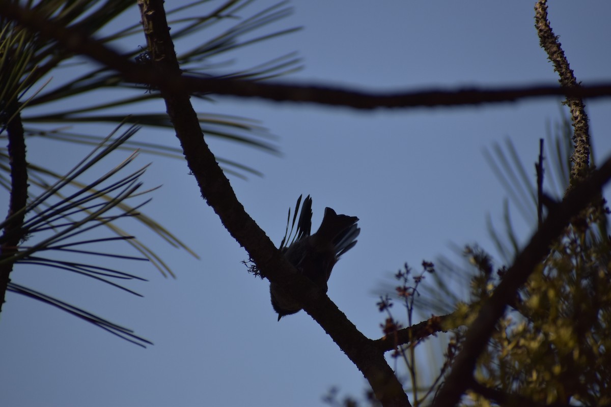 Bushtit - ML643934137
