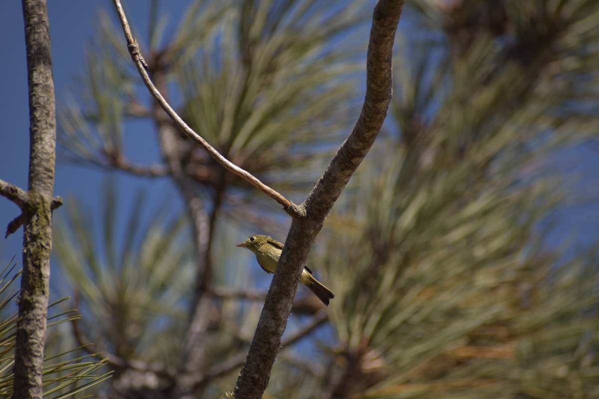Western Flycatcher (Pacific-slope) - ML643934149