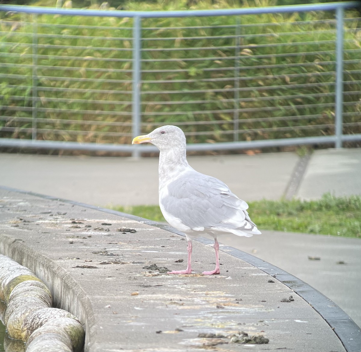 Western x Glaucous-winged Gull (hybrid) - ML643934172