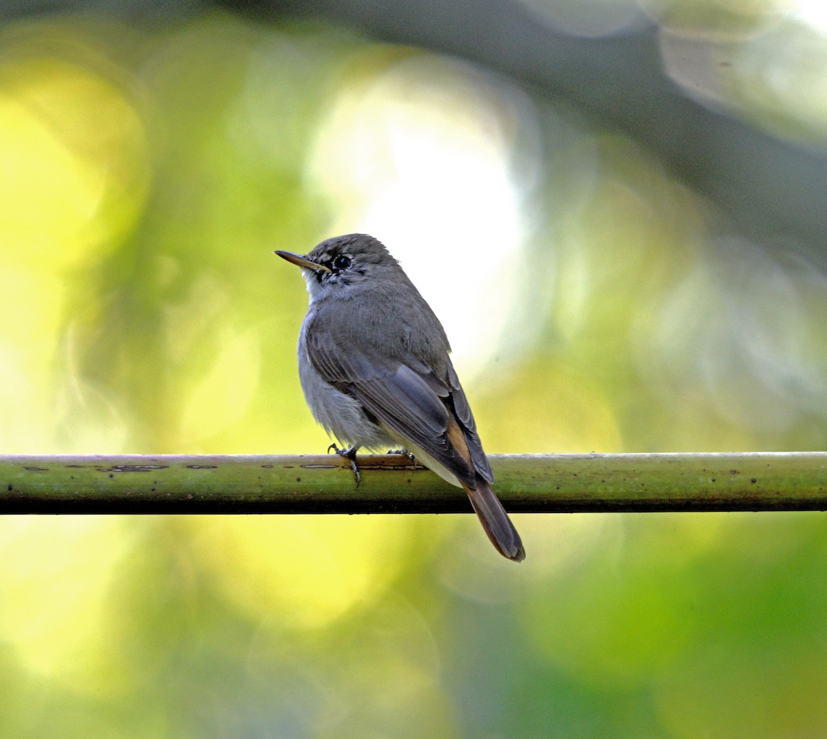 Rusty-tailed Flycatcher - ML643934183