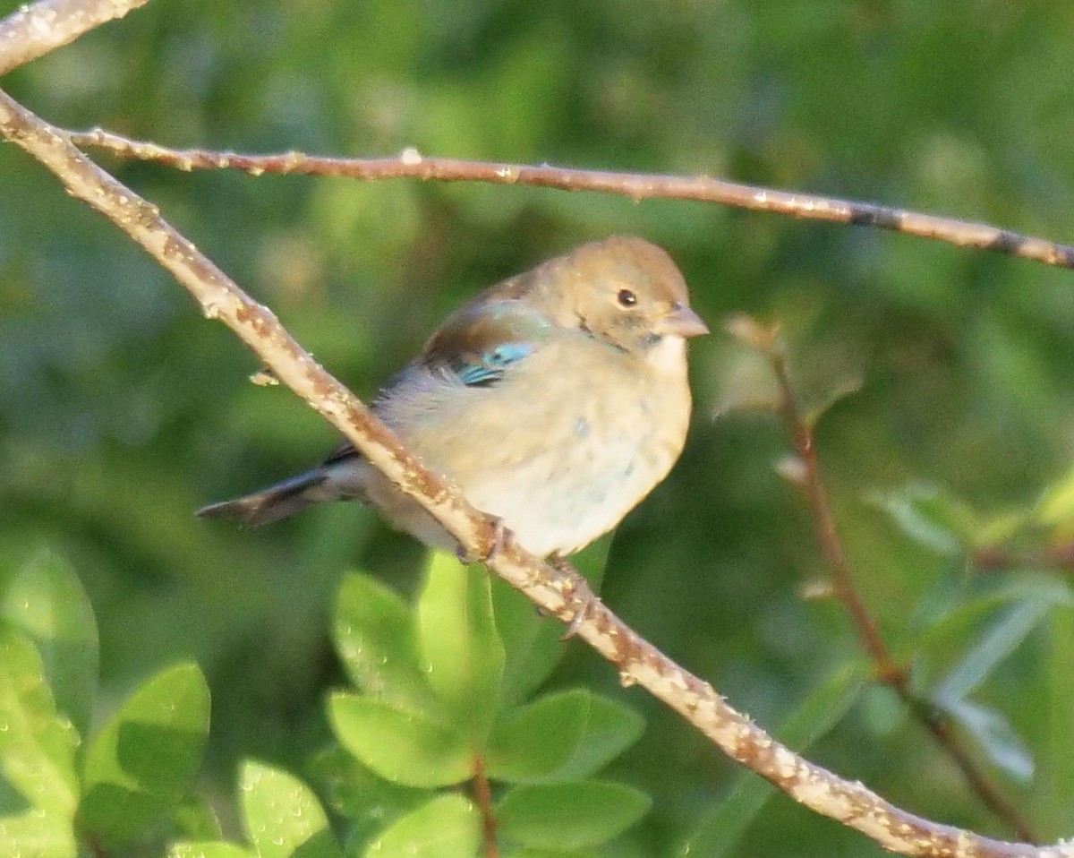 Indigo Bunting - ML643934196