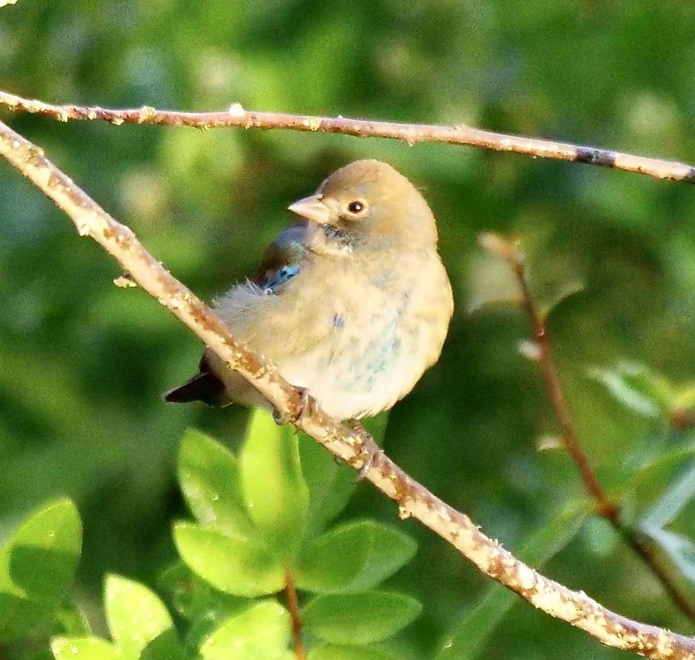 Indigo Bunting - ML643934197